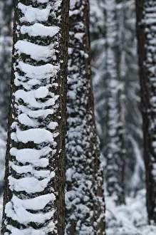 Snowy Countryside Scene Drucke: Tree, trees, high size, portrait