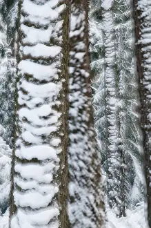 Snowy Landscape Drucke: Tree, trees, high size, portrait