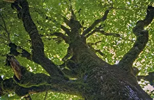 Open Air Nature Shots Drucke: Tree, trees, landscape, lime tree