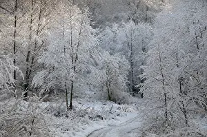 Winter Nature Photography Drucke: Tree, trees, landscape, snow, tree