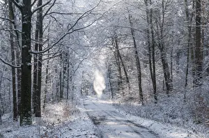 Snowy Forest Scene Drucke: Tree, trees, landscape, snow, tree