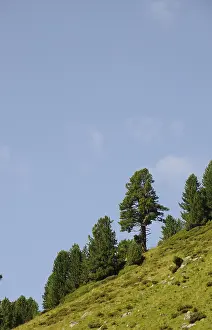 Mountain Backdrop Images Drucke: Tree, trees, mountains, mountains