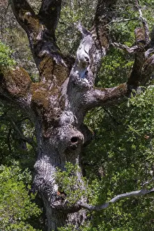 Deciduous Tree Photography Drucke: Tree, trees, oak, flora, Greece