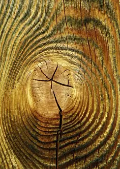 Uninhabited Forest Trees Drucke: Tree trunk with annual rings