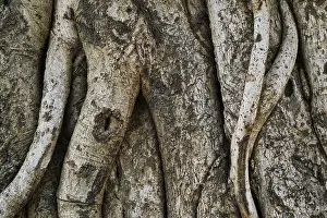 Close View Of A Log Drucke: Tree trunk bark texture background close up