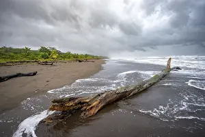 Tree Trunk On Beach Drucke: Tree trunk on the beach in the surf