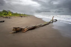 Tree Trunk On Beach Drucke: Tree trunk on the beach in the surf