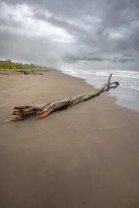 Caribbean Coast Scenery Drucke: Tree trunk on the beach in the surf