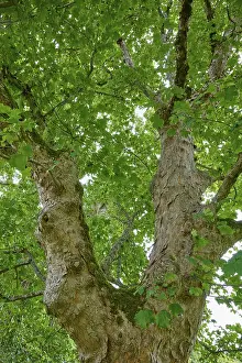 Travel Photography UK Drucke: Tree trunk and branches with dense green canopy in the background