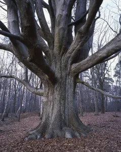 Deciduous Tree Trunk Drucke: Tree trunk of the copper beech (Fagus sylvatica)