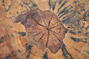 Tree Trunk Cross Section Drucke: Tree trunk, cross section