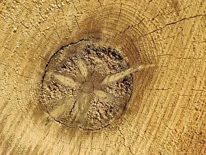 German Coniferous Trees Drucke: Tree trunk, cross section with decaying core