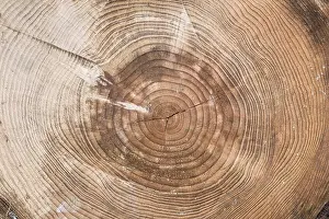 Deserted Tree Profile Drucke: A tree trunk cut with chainsaw