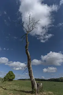 Eastern Europe Nature Scenes Drucke: Tree trunk of a dead chestnut tree (Castanea)