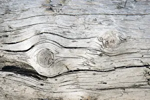 Tree Trunk Close Up Drucke: Tree trunk, driftwood, Denmark