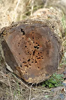 Deserted Tree In Europe Drucke: Tree trunk, drilled by beetles