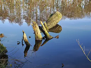 German Forest Photography Drucke: Tree trunk in a forest lake, reflection