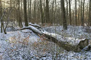 German Forest Landscape Photo Drucke: Tree trunk lying in deciduous forest in snow