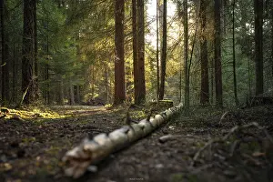 Schwarzwald Deserted Landscape Drucke: Tree trunk lying on the ground in the Black Forest