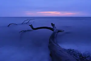 Baltic Sea Landscape Drucke: Tree trunk lying on the shore, daybreak at the beach