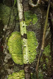 Colourful Nature Photography Drucke: Tree trunk with moss, tree, patina