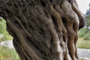 Crete Greece Drucke: Tree trunk of an old olive tree