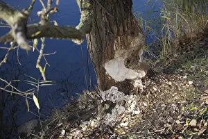 Rodent Animal Pictures Drucke: A tree trunk shows the marks of a beaver's teeth
