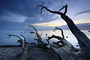 Deserted Beach In Northern Germany Drucke: Tree trunks on the beach after sunset
