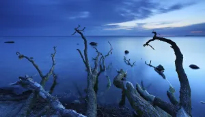 Deserted Island At Sunset Drucke: Tree trunks on the beach after sunset