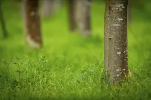 Beech Forest Drucke: Tree trunks, beech forest (Fagus) in spring