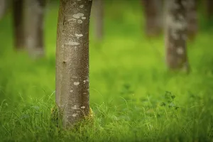 Central Europe Deciduous Trees Drucke: Tree trunks, beech forest (Fagus) in spring