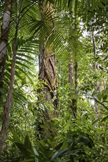 Corcovado National Park Drucke: Tree trunks among dense vegetation