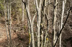 Travel Photography Nature Scenes Drucke: Tree trunks in forest in early spring as natural background