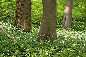 Northern German Nature Drucke: Tree trunks in an idyllic deciduous forest in spring