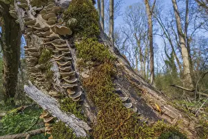 Moss Covered Tree Trunks Drucke: Tree trunks lie on the ground in the forest