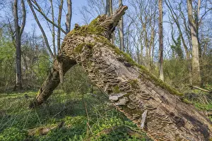 Moss Covered Tree Trunks Drucke: Tree trunks lie on the ground in the forest