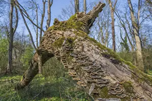 Moss Covered Tree Trunks Drucke: Tree trunks lie on the ground in the forest
