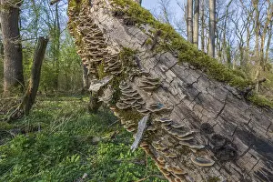 Moss Covered Tree Trunks Drucke: Tree trunks lie on the ground in the forest