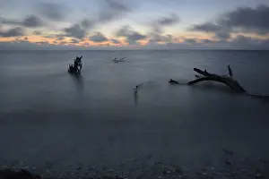 Deserted Beach Germany Drucke: Tree trunks lying on the shore