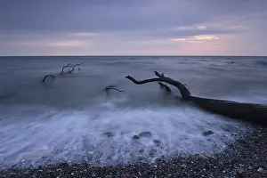 Baltic Sea Shore Drucke: Tree trunks lying on the shore