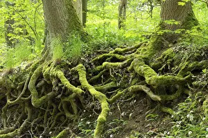 Moss Covered Tree Trunks Drucke: Tree trunks, moss-covered roots