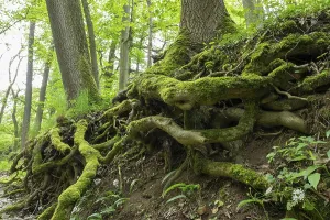 Moss Covered Tree Trunks Drucke: Tree trunks, moss-covered roots
