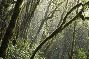 Moss Covered Tree Trunks Drucke: Tree trunks overgrown with moss in the cloud forest