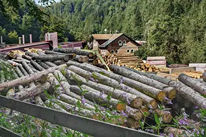 Timber Industry Europe Drucke: Tree trunks at a sawmill, Allgau