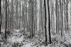 Snow Capped Trees Europe Drucke: Tree trunks in a snowy landscape