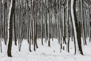 German Winter Landscapes Photography Drucke: Tree trunks in a snowy landscape