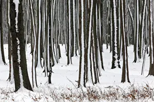 Snow Capped Trees In Germany Drucke: Tree trunks in a snowy landscape