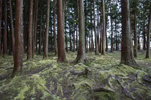 Moss Covered Tree Trunks Drucke: Tree trunks and tree roots covered with moss