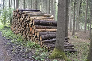 Tree Trunk Photography Drucke: Tree trunks, tree, trunk, log wood