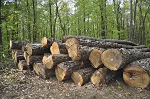 Forest Management Drucke: Tree trunks, tree trunk, logs, forest